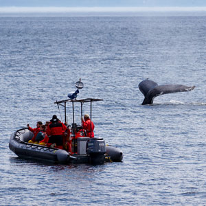 Whale watching in the Arctic