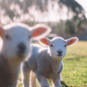 Farmstay travel guide
