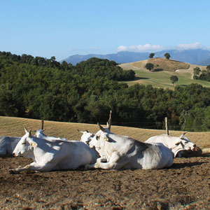 Le Marche farmstay holidays