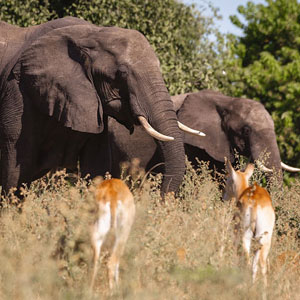 Where to go on a budget safari