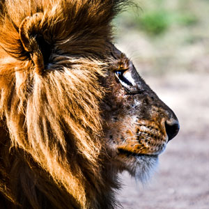 Budget safaris in Kenya