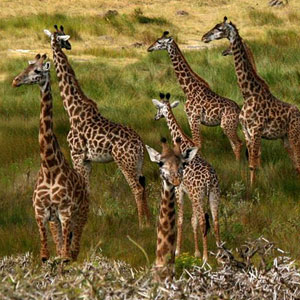 Budget safaris in Tanzania 