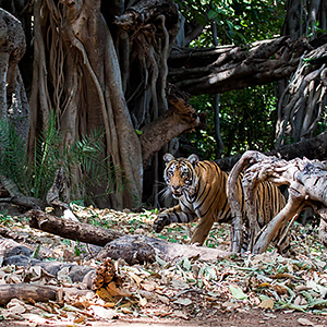 India wildlife travel guide