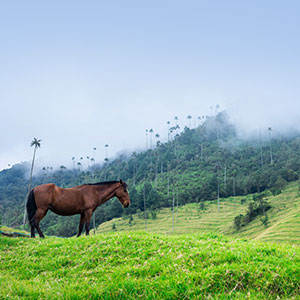 Zona Cafetera in Colombia