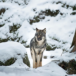Top 10 European wildlife holidays