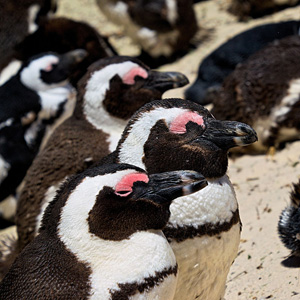 Wildlife along the Garden Route 