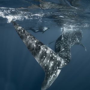 Marine conservation volunteering
