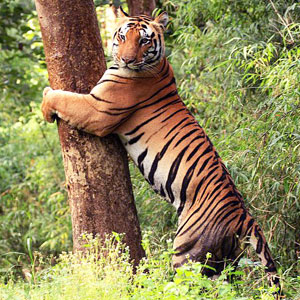 Kanha travel guide