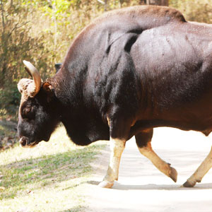 Wildlife in Kanha Tiger Reserve