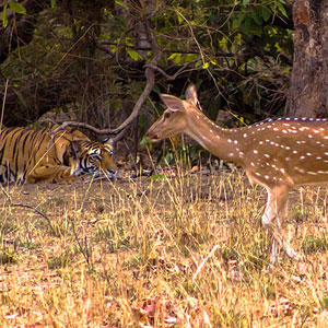 Bandhavgarh travel guide