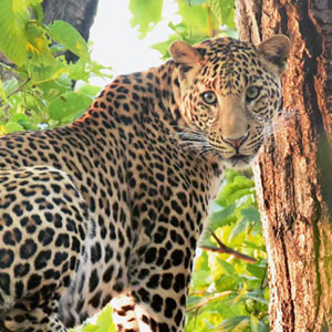 Wildlife in Bandhavgarh
