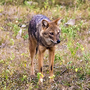 Pench National Park travel guide