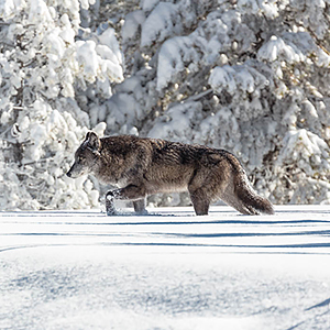 Wildlife in the USA