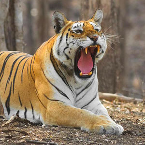 Best time to visit Pench National Park