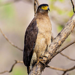 Wildlife holidays in Pench National Park