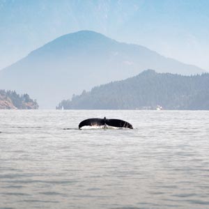 Orca & whale watching holidays in Canada