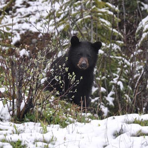 Grizzly bear watching holidays in Canada