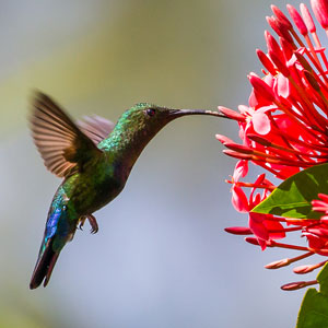 Bird watching in Saint Lucia