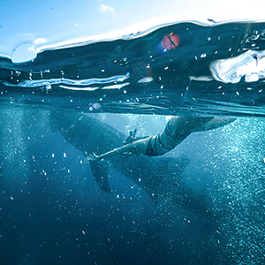 Swimming with whale sharks guide