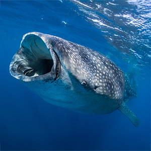 Best places to swim with whale sharks