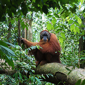 Wildlife in Sumatra