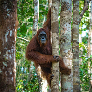 Wildlife in Kalimantan