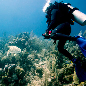 Wildlife in Mexico travel guide