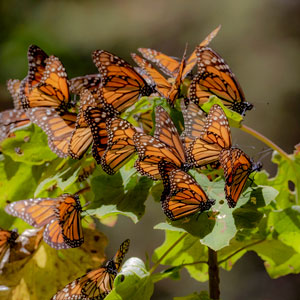 Monarch butterfly migration tours in Mexico