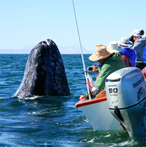 Watching grey whales in Baja