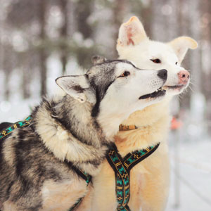 Alternative family holiday ideas