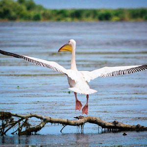 Where to see wildlife in Romania