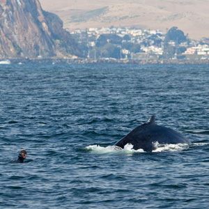 Responsible whale watching