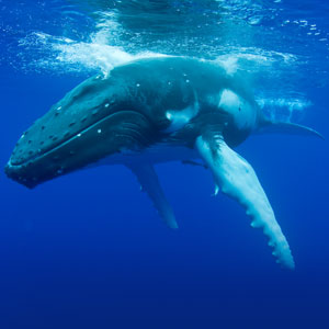 Whale watching travel guide  