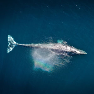 Best time to go whale watching