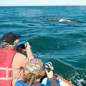 Whale watching tips