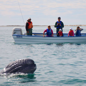 Family whale watching holidays