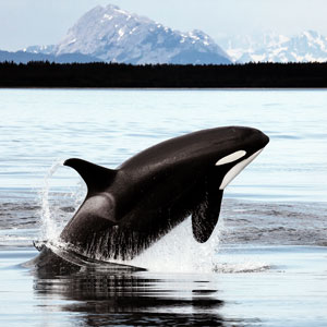 Whale species