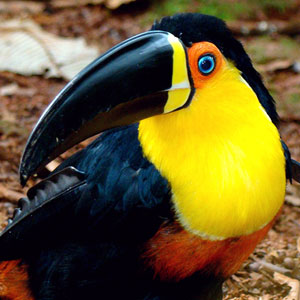 Wildlife in Brazil travel guide