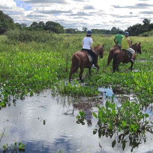 Pantanal wildlife, Brazil