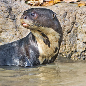 Wildlife watching in Brazil tips & advice