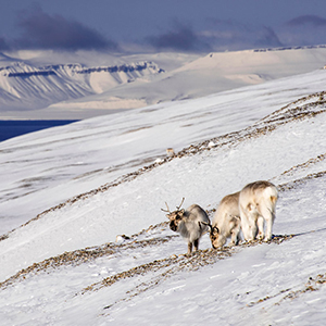 Responsible winter tourism in Norway