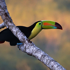 Bird watching holidays in Belize