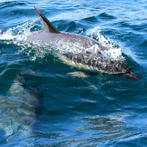 Hebrides cruise holidays