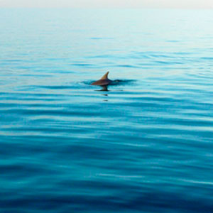Dolphin watching travel guide 