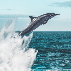 Best time for dolphin watching