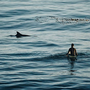 Responsible dolphin watching