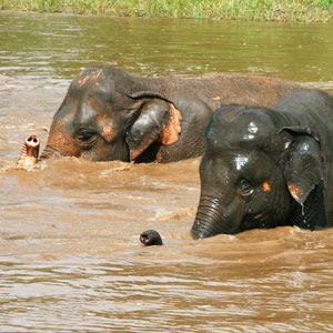 Elephant conservation