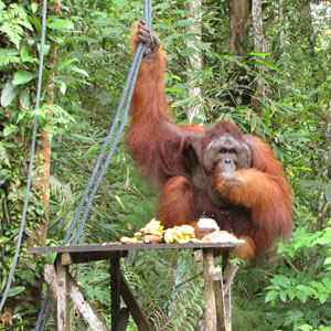 Choosing a wildlife conservation holiday