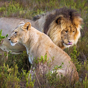 Wildlife conservation travel guide