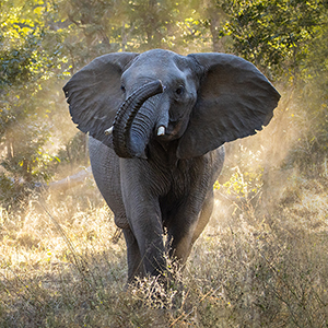 Top 10 wildlife conservation holidays
